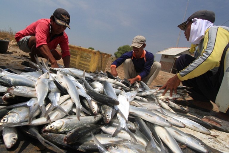 Panen Ikan Bandeng Tangsel Media Portal Informasi Seputar Kota