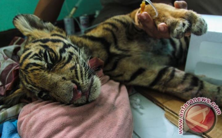 Harimau Yang Terjebak di Pasar Riau Terluka Karena Jerat