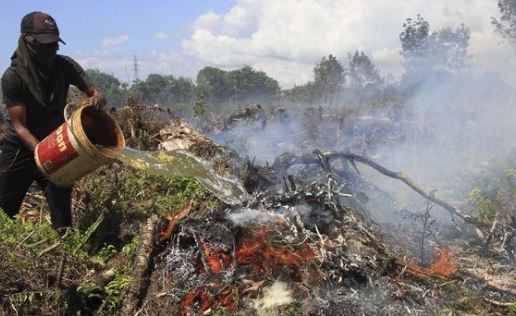 Kebakaran Hutan Karhutla Riau Mencapai 2.589 Hektare, 11 Tersangka Diamankan