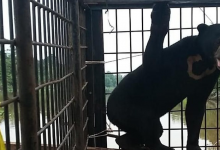 Sepasang Suami Istri Diserang Beruang Liar Saat Sadap Karet di Riau