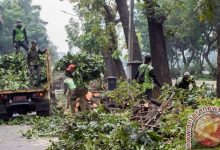 Suku Dinas Kehutanan Jaktim Intensifkan Pemangkasan Pohon Antisipasi Musim Hujan