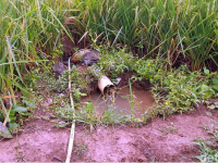 Warga Terpaksa Meminum Air Selokan di Daerah Tambang Semen