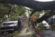 Pohon Tumbang Di Denpasar Menewaskan Warga