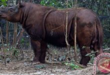 Satu Ekor Badak Betina Sumatera di Kalimantan Selamat Dari Jebakan