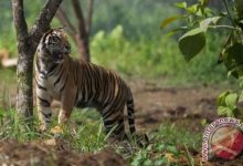 Dipasangi Kalung GPS, Harimau Sumatera Bonita Dan Atan Bintang Akan Dilepasliarkan Di Riau