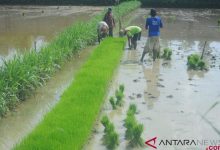Prof Dedi: Pengelolaan Air Yang Efektif Kunci Sukses Pertanian Lahan Rawa