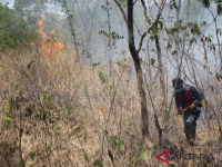 Kebakaran Hutan Terus Meluas di Gunung Ciremai
