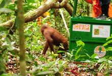 Walhi: Selamatkan Orangutan Tapanuli Atau Pongo Tapanuliensis
