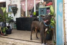 Kehidupan Wanita Bercadar Pemelihara 11 Ekor Anjing di Tangsel