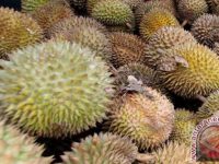 Dosen Riau Jadikan Biji Durian Jadi Tepung Tinggi Protein