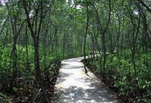 Hutan Bakau Tanjung Pasir