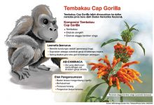 Remaja di Tangsel Jadi Target Pengedar Narkoba Jenis Gorila asli