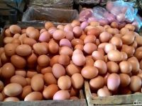 Di Kota Rembang Harga Telur Ayam Turun Menjadi Rp 25.000/Kg
