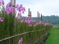 Bunga Anggrek, Program Pasar Potensial